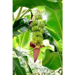 Top 5 Best Container Plants for Full Sun Review