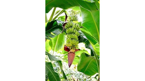 Top 5 Best Container Plants for Full Sun Review