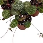 Top 5 Best Day Neutral Strawberry Plants Review