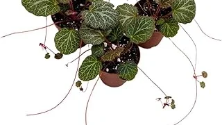 Top 5 Best Day Neutral Strawberry Plants Review