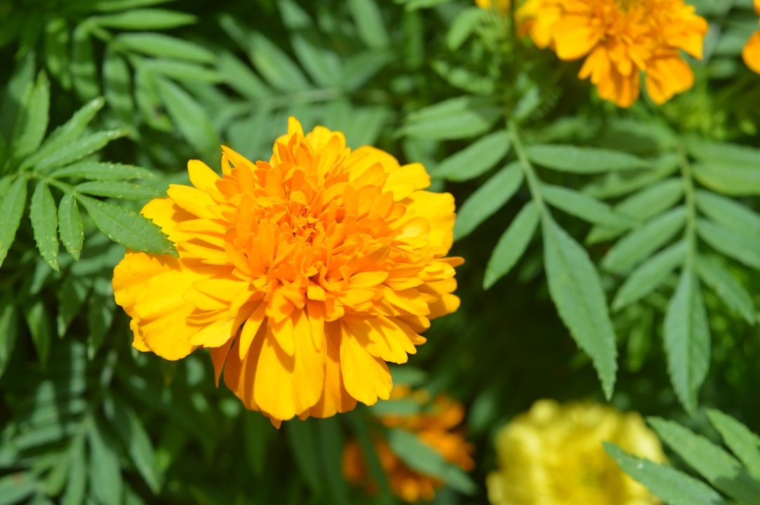 Close-up of a vibrant orange marigold flower.