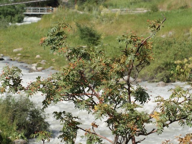 River Birch Trees Messy? The Surprising Truth