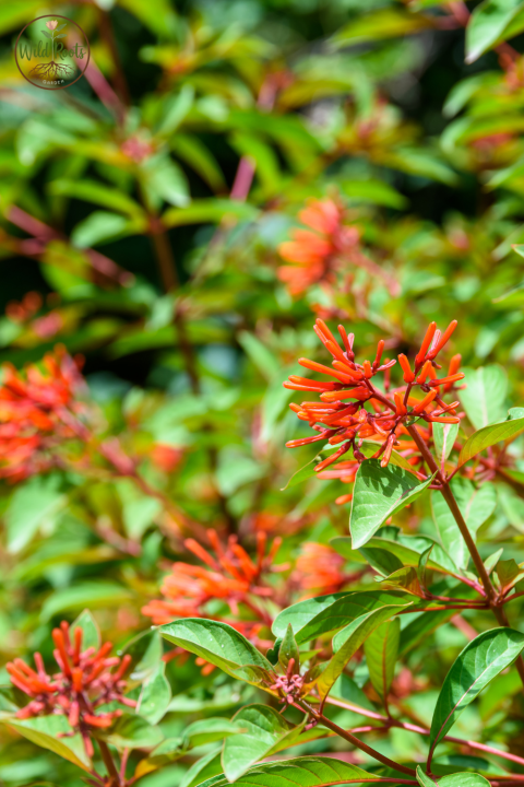 Best Florida Plants for Part Sun or Shade to Grow