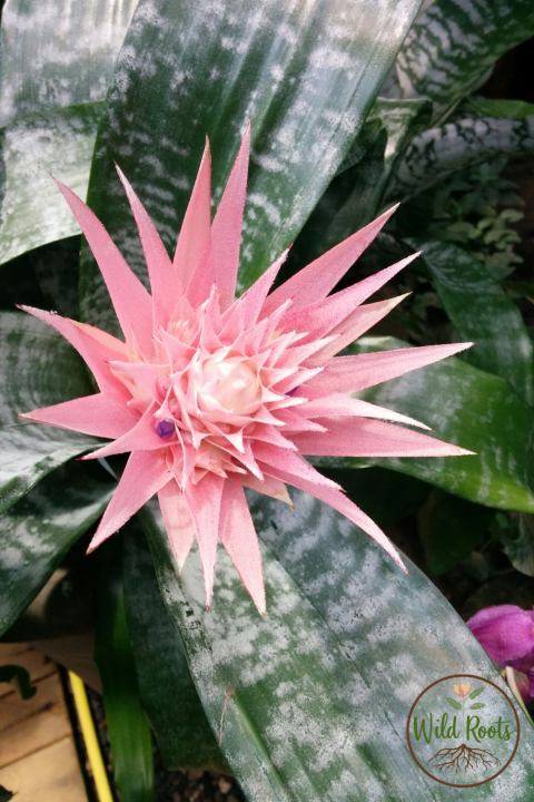 Best Florida Plants for Part Sun or Shade to Grow