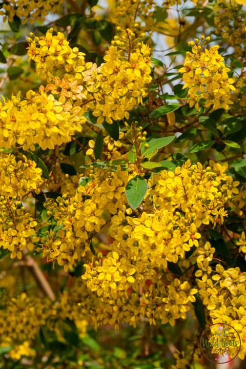 Best Florida Plants for Part Sun or Shade to Grow