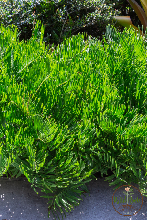 Best Florida Plants for Part Sun or Shade to Grow