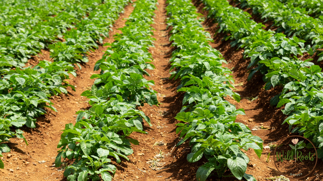 How to Grow Potatoes for Beginners