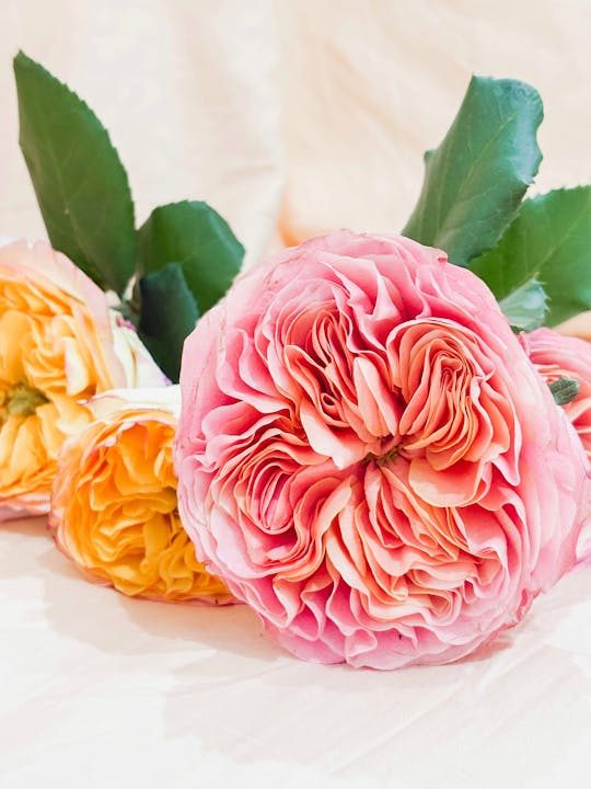 Beautiful close-up of colorful pink and yellow roses with lush green leaves on a soft background.