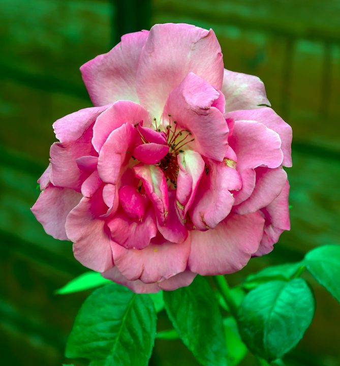 rose, flower, garden, pink, bloom, nature, elny&iacute;l&oacute;, flower background, petal, perennial, rose flower, beautiful flowers, flower wallpaper, fragrant, autumn, prickly