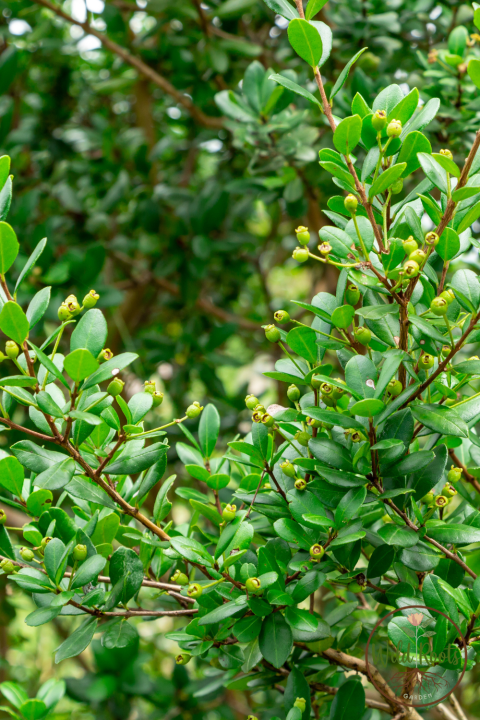 Best Florida Plants for Part Sun or Shade to Grow