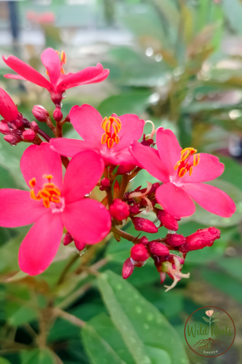 Best Florida Plants for Part Sun or Shade to Grow