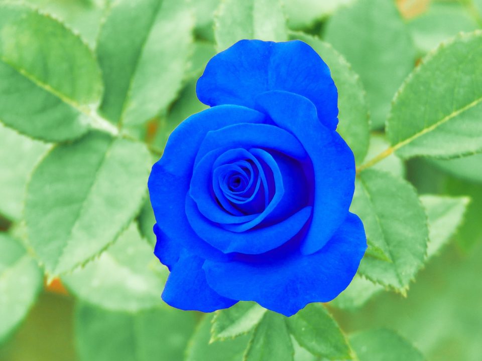 cute rose, blue rose, blue flower, nature, happy birthday, blue, rose, love, colorful, fantasy, spring, mood, cute, decorative, blossom, closeup, beautiful, season, decoration, petals, rose flower, fresh, green love, green birthday, green rose, green fantasy