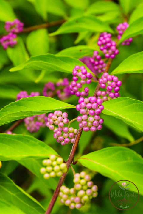 Best Florida Plants for Part Sun or Shade to Grow