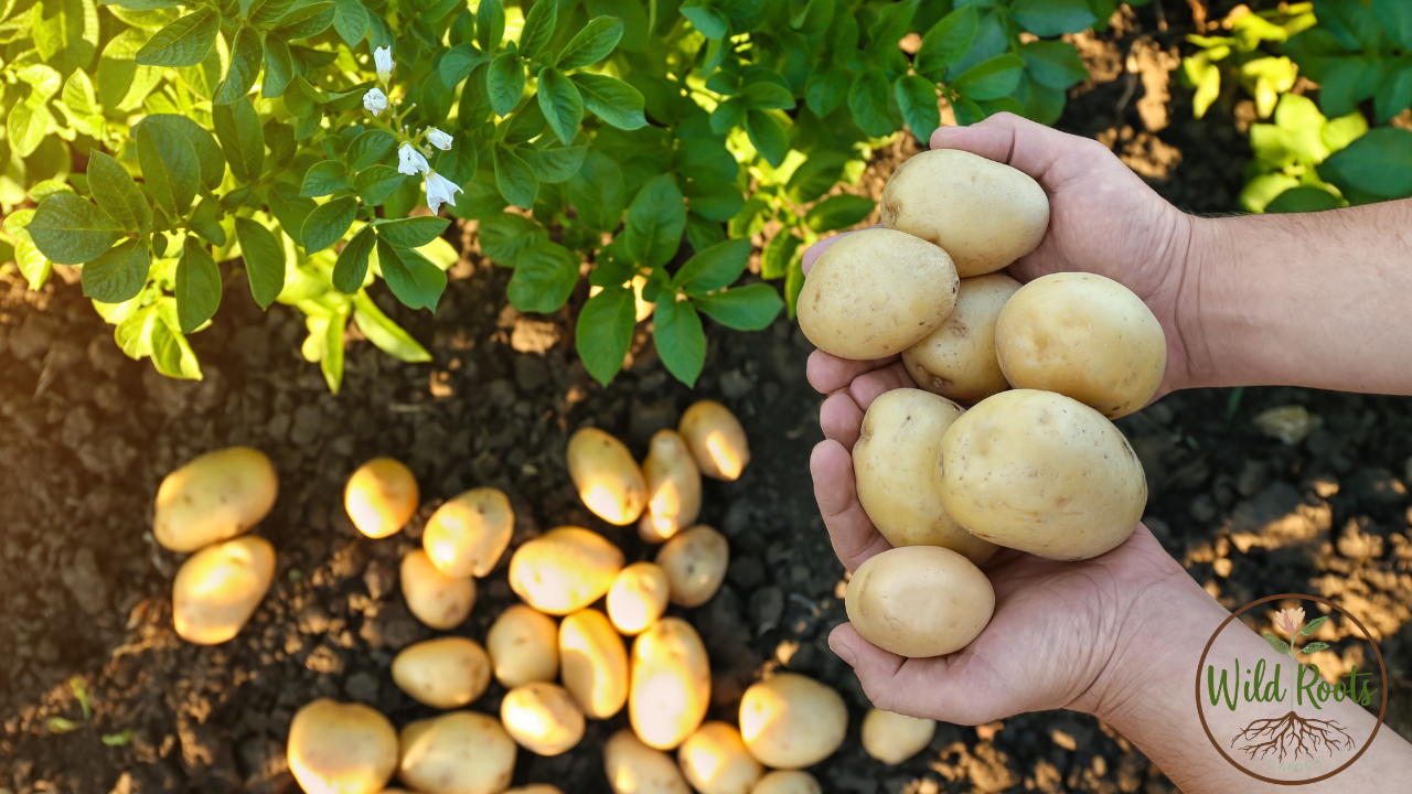 How to Grow Potatoes for Beginners