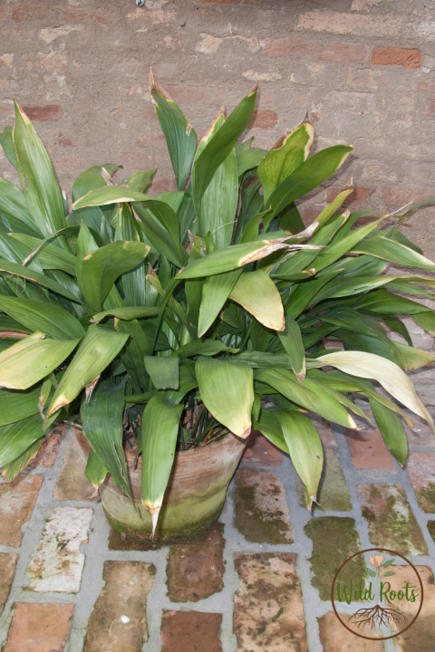 Best Florida Plants for Part Sun or Shade to Grow