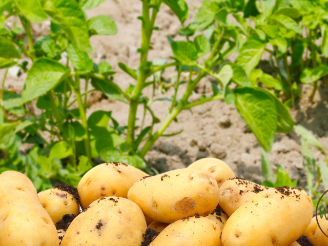 How to Grow Potatoes for Beginners in Florida: Easy Step-by-Step Guide