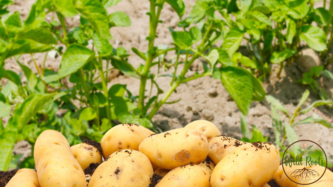 How to Grow Potatoes for Beginners