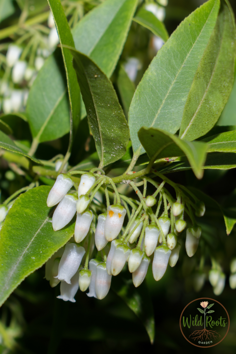 Best Florida Plants for Part Sun or Shade to Grow