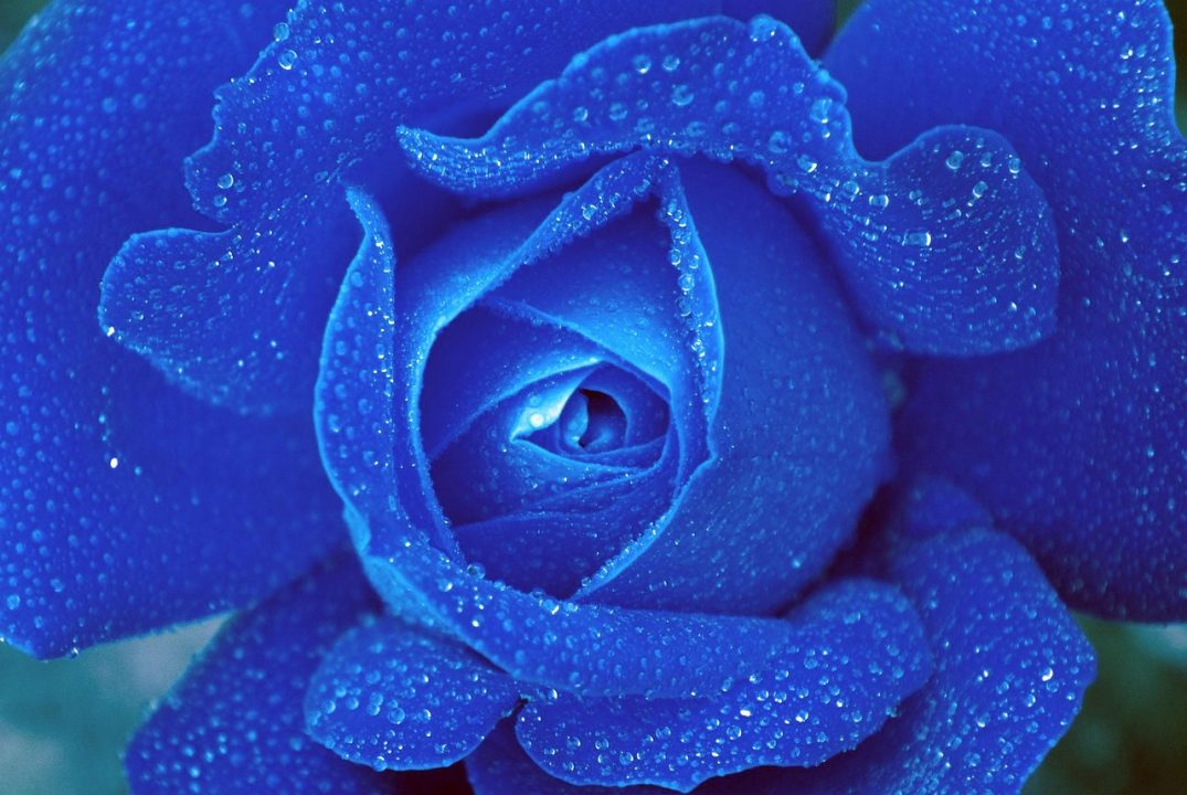 rose, blue, flower, floral, nature, blossom, spring, natural, bouquet, garden, summer, bloom, flower background, flower wallpaper, rose wallpaper, blue spring, blue flower, blue rose, blue summer, beautiful flowers, blue garden, rose flower, blue wallpaper, blue gardening