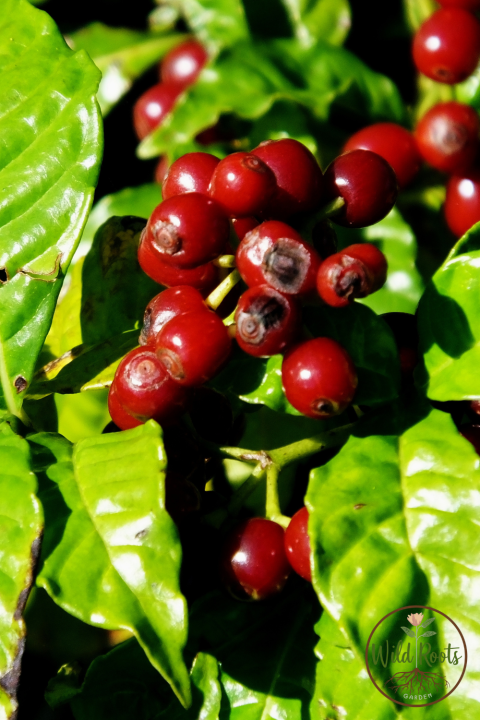 Best Florida Plants for Part Sun or Shade to Grow