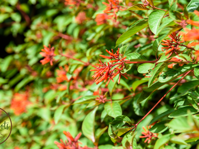 Best Florida Plants for Part Sun or Shade to Grow: Low-Maintenance Guide