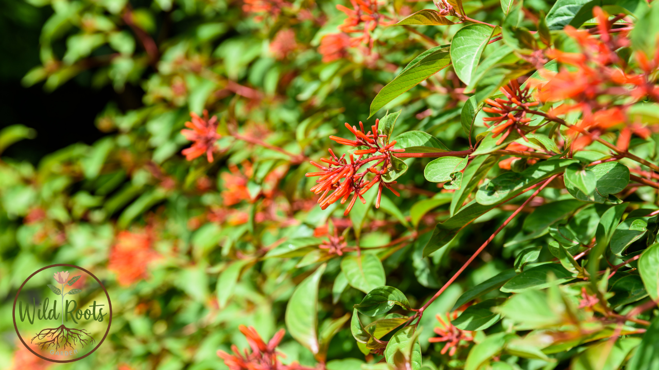 Best Florida Plants for Part Sun or Shade to Grow: Low-Maintenance Guide