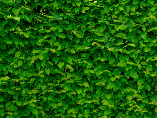 Low Maintenance Hedge Plants Florida: Top Picks for Easy Privacy