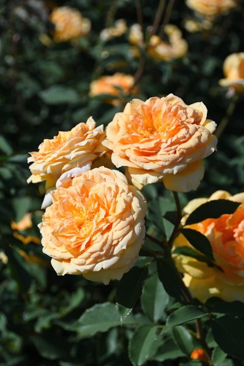 Beautiful orange roses blooming brightly in the sun.