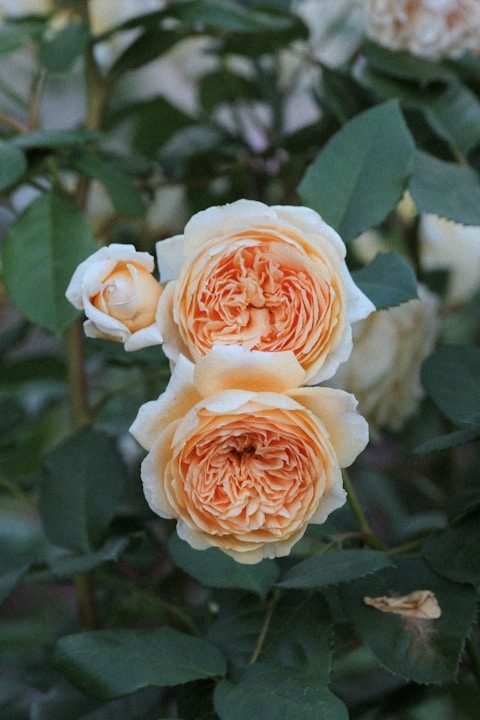 A couple of flowers that are on a bush