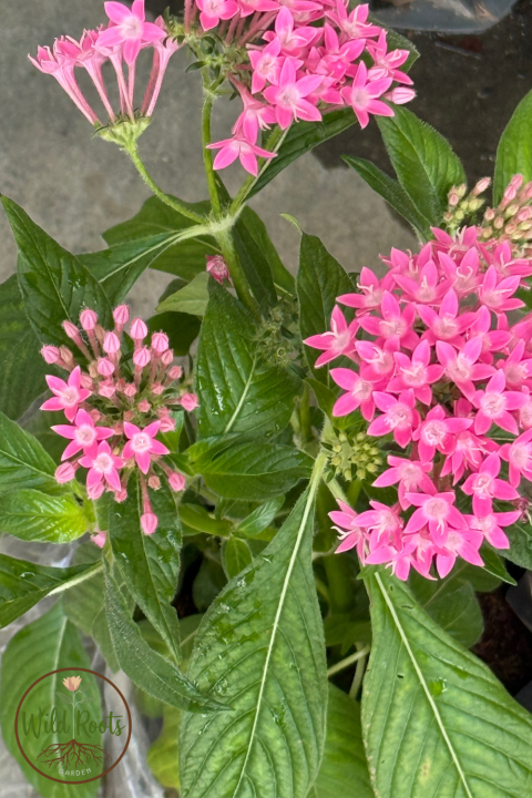 Pentas