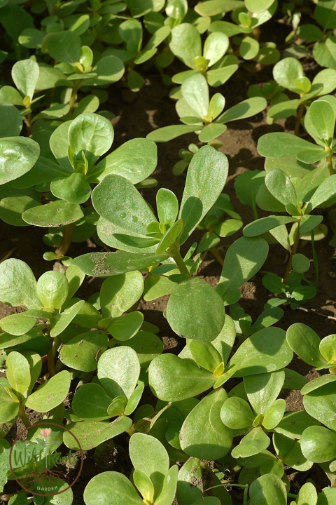 Purslane
