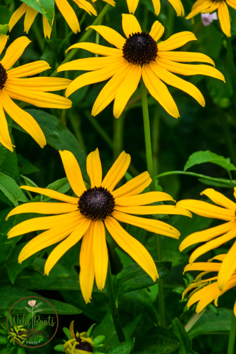 Black-Eyed Susans