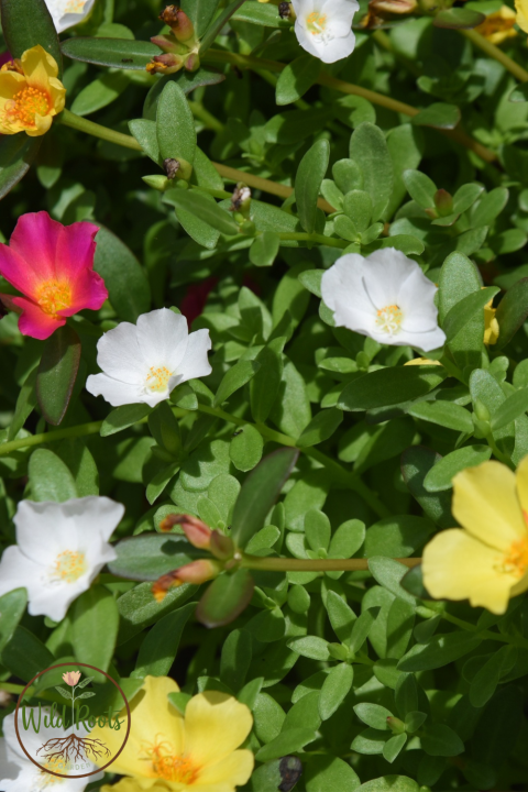 Portulaca
