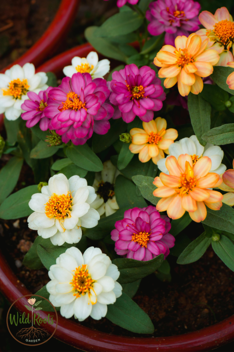 Zinnias