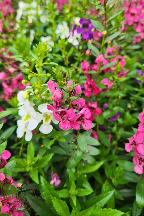 Angelonia