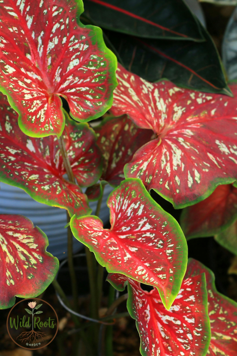 Caladiums