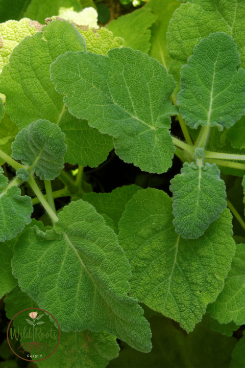 Salvia