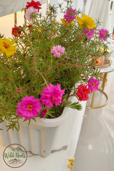 Portulaca