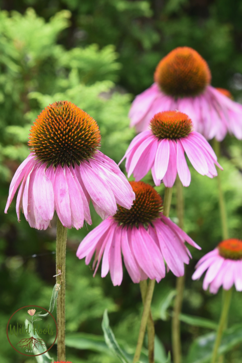 Coneflower