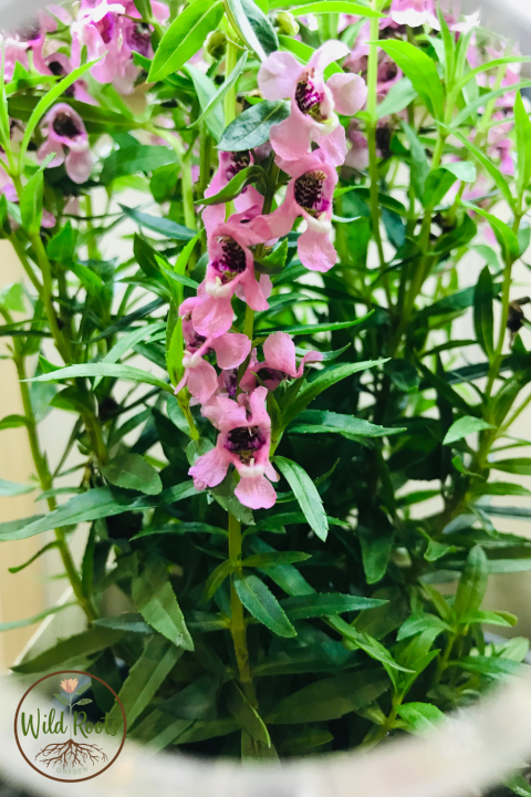 Angelonia