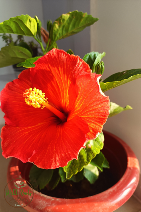 Top 10 Large Indoor Plants 4