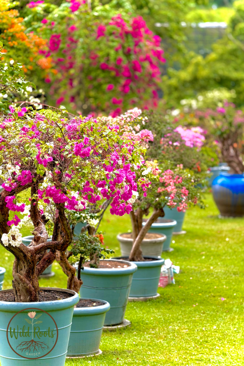Top 10 Large Indoor Plants 6