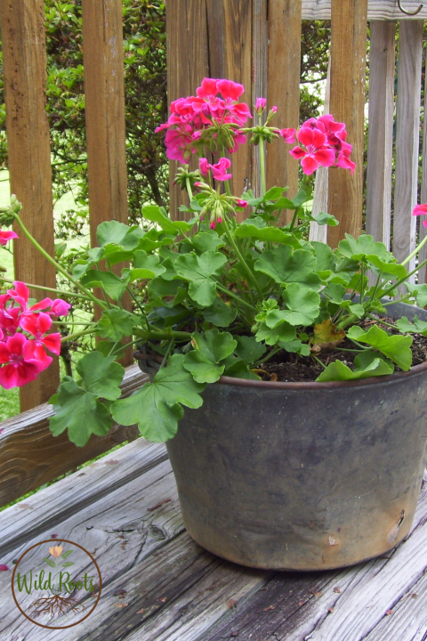 Top 10 Large Indoor Plants 7