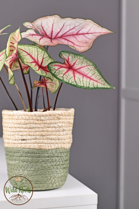 Top 10 Large Indoor Plants 8