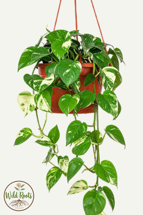 Sweet Potato Vine