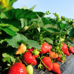 Ants Are Eating My Strawberries! How to protect your harvest