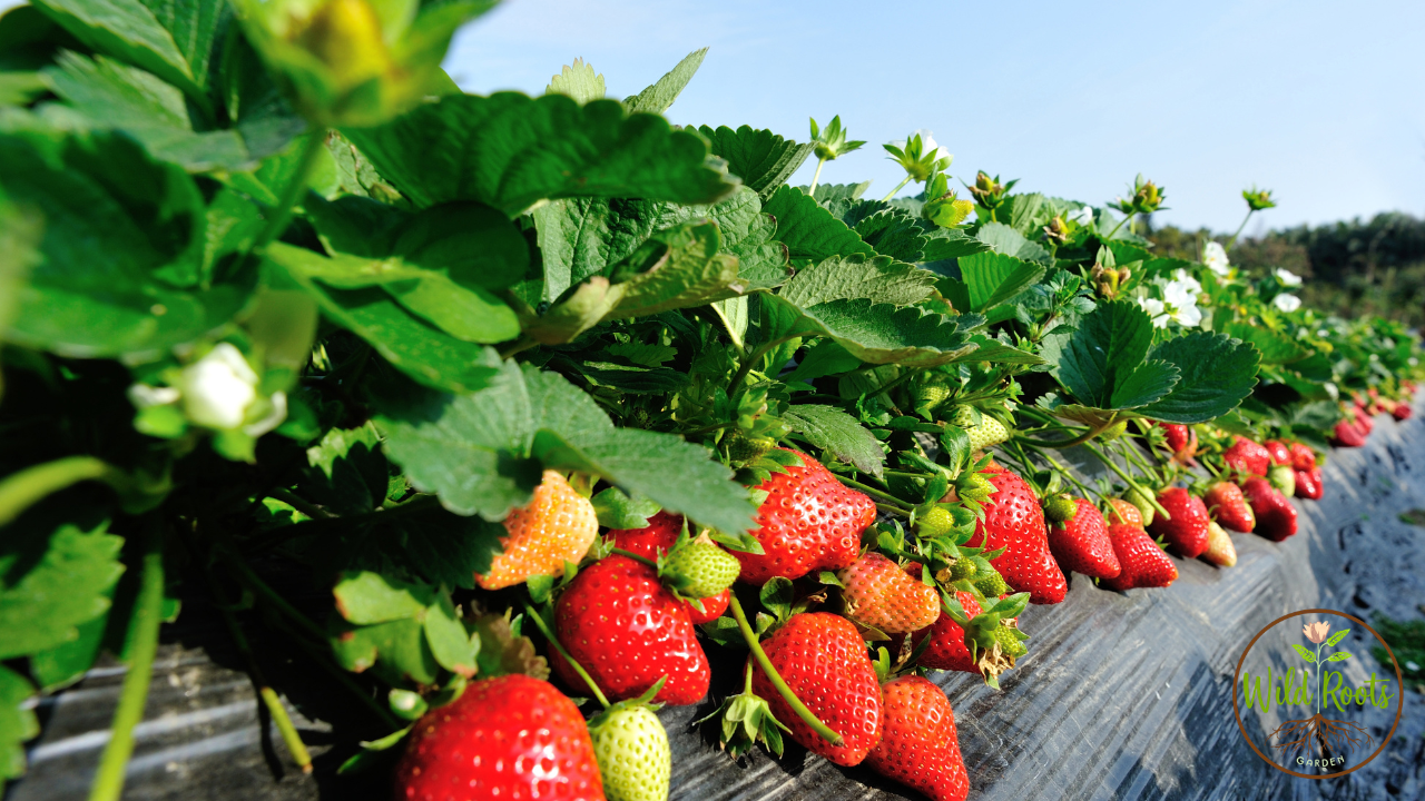 Ants Are Eating My Strawberries! How to protect your harvest