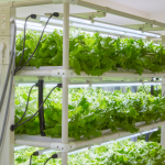 Hydroponic System Setup For Beginners Florida
