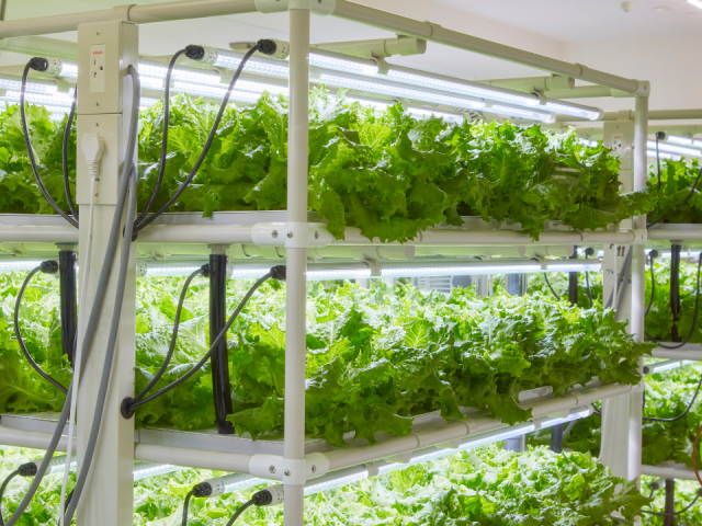 Hydroponic System Setup For Beginners in Florida