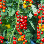 Best Time to Grow Tomatoes in Florida in Summer